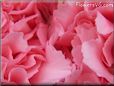 light pink carnation flower picture