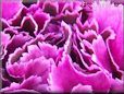purple carnation flower picture