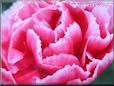 red white pink carnation flower picture