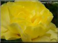 yellow carnation flower picture