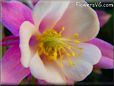 pink white columbine pictures