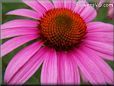 coneflower daisy flower picture