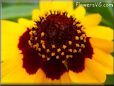 coreopsis flower daisy flower picture