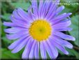 blue daisy flower picture