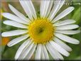 thin white daisy flower picture