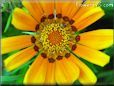 annual gazania flower picture