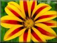 red yellow gazania flower picture