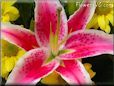  lily flower picture