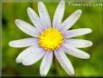 marguerite daisy flower picture