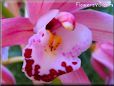 orchid picture