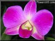  orchid picture