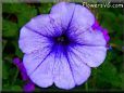 blue petunia picture