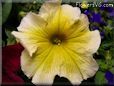 yellow petunia picture