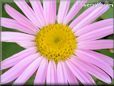 white pink daisy flower picture