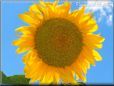 Sunflower flower picture