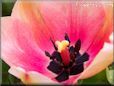 Pink black bloomed tulip pictures