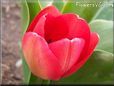 red bloomed tulip pictures