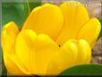 bright yellow bloomed tulip pictures