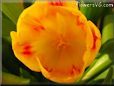 Yellow Pink bloomed tulip pictures