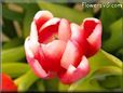 pink white tulip picture