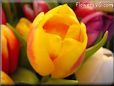 yellow pink cut tulip picture