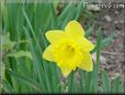 daffodil pictures