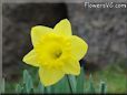 daffodil flower picture