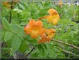 orange trumpet flower picture