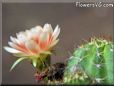 cactus flower picture