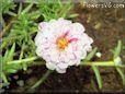 pink sun plant flower picture