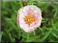 pink sun plant flower picture