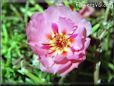 pink sun plant flower picture