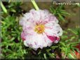 pink sun plant flower picture