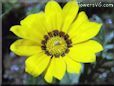 gazania flower picture