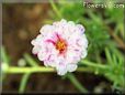 pink sun plant flower picture