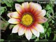 pink gazania flower picture