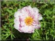 pink sun plant flower picture