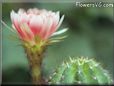 cactus flower picture