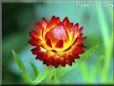 strawflower flower picture