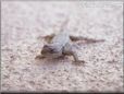 lizard pic