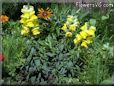 snap dragons flowers picture