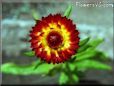 strawflower flower picture