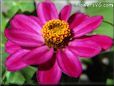 photo zinnia