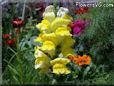 snapdragon flower