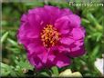 purple moss rose flower picture