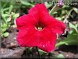 petunia flower picture