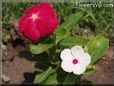 vinca flower