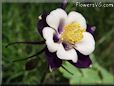 blue columbine