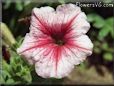 pink petunia