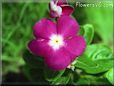 vinca plant